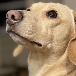 Jack - Dachshund