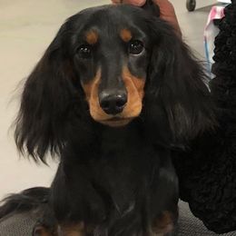 Dreamy - Dachshund