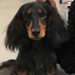 Dreamy - Dachshund