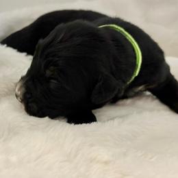 Blackjack - male Golden Mountain Dog puppy in Seville, Ohio from Retriever Ranch