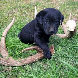 Labrador Retriever Puppies from Deer Creek sport dogs