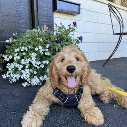 Goldendoodle Puppies from Ankeny Doodles