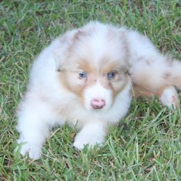Australian Shepherd puppies from Gold Ring Australian Shepherds