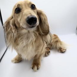 Brody - Dachshund