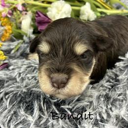 Bandit - Liver male Miniature Schnauzer puppy in Sylvania, Georgia from Southern Sky Miniature Schnauzers
