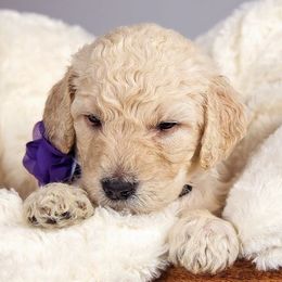 Goldendoodles from Seattle Sweet Goldendoodles