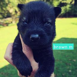 Brown collar - Sable male German Shepherd puppy in Dexter, Missouri from Vom Morris Haus German Shepherds
