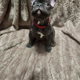 French Bulldog Puppies from Celebrity Kennels