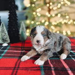 Bernedoodle Puppies from SR. Doodle pupps