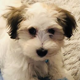 Bernie - Red male Havanese puppy in Pearland, Texas from Herds Of Havanese