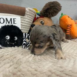 Cleo   Pet only - Dapple female Dachshund puppy in Bullard, Texas from Mimidachs of Texas