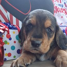 Basset Hound and Beagle Puppies from Orange Mountain Basset Hounds & Beagles