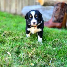 Casper - Black tri-color male Australian Shepherd puppy in Salem, Oregon from Steady Aim Aussies