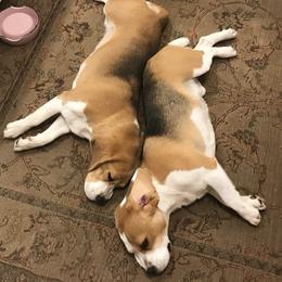 Beagles from Culben Creek Beagles