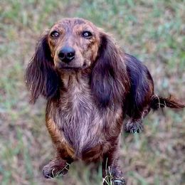 Hazel - Dachshund