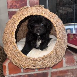 Sassy - Black & white female Maltipoo puppy in Okc, Oklahoma from Designer Poos By Diva