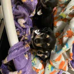 Dachshund Puppies from JnA Dachshunds