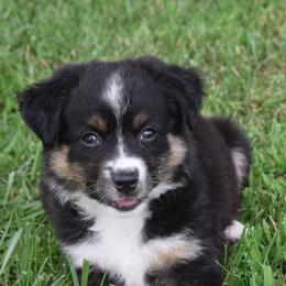 Boy 2 - Black tri-color male Australian Shepherd puppy in Nebraska from Our Barn Aussies