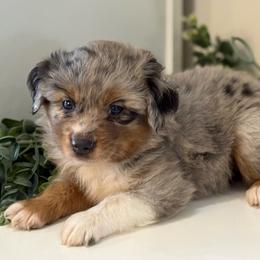 Massie - Blue merle female Toy Australian Shepherd puppy in Ambrose, Georgia from Brandilyn's Aussies
