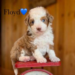 Floyd - Red merle male Aussiedoodle puppy in Lancaster, Minnesota from Finney Ranch