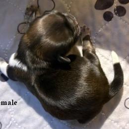 Pocus - Black gold and white female Shih Tzu puppy in Modoc, Kansas from Karla Sauer