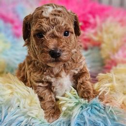 Boy - Red  male Poodle puppy in Salem, Missouri from Meadowbrook Poodles