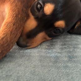 Rummi - Black and tan female Dachshund puppy in Yuma, Arizona from Desert dashies