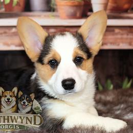 Pembroke Welsh Corgi Puppies from Northwynd Corgis