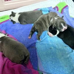 Boston Terrier puppies from Molly & Hailey’s Boston Terrier Pups
