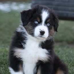 Australian Shepherd Puppies from Flying L Aussies