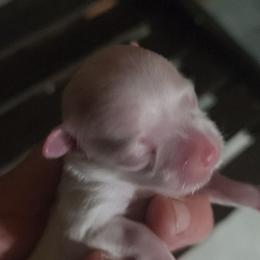 Lilly - White female Maltese puppy in Dwight, Nebraska from Meliora Maltese