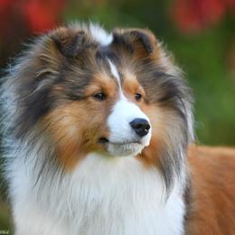 Peanut - Shetland Sheepdog
