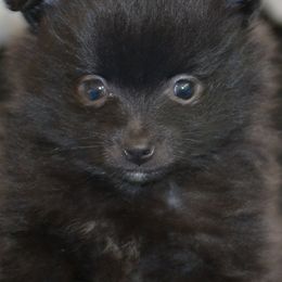 Pomeranians from Harlee’s Pomeranians