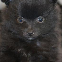Pomeranians from Harlee’s Pomeranians