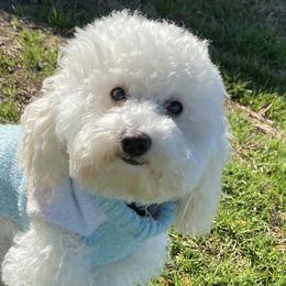 Poodles from Iron Bridge Farm Tx