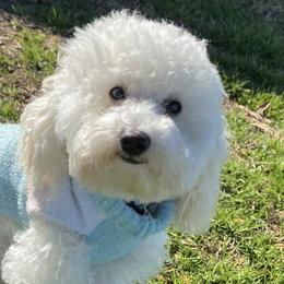 Poodles from Iron Bridge Farm Tx