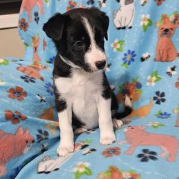 Lark - Black Border Collie puppy in White Lake, Wisconsin from Rising Moon Border Collies
