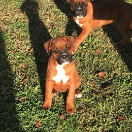 Boxer Puppies from Boone’s Boxers of North Carolina