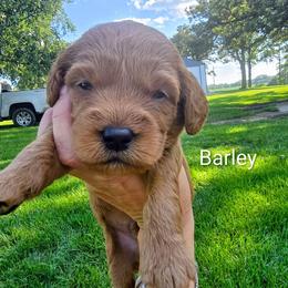 Barley - Red  male Goldendoodle puppy in Red Oak, Iowa from Fisher Pups-Stay Golden with a Doodle