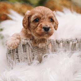 Pink Girl Cavapoo - Apricot female Cavapoo puppy in Mckinney, Texas from Doodles of North Tx