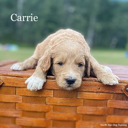 Carrie - Goldendoodle puppy in Lancaster, Minnesota from North Star Dog Training