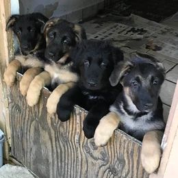 German Shepherds from Covy-Tucker Hills German Shepherds