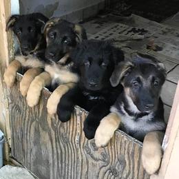German Shepherds from Covy-Tucker Hills German Shepherds