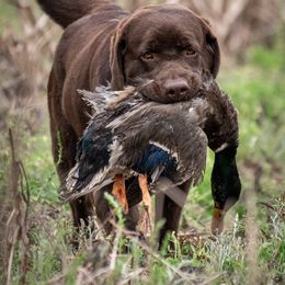Bristol - Labrador Retriever
