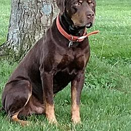 Remington - Catahoula Leopard Dog