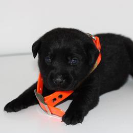 King - Black male Labrador Retriever puppy in Morrilton, Arkansas from Ancient Dogges Performance Dogs