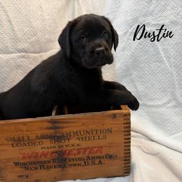 Dustin - Black male Labrador Retriever puppy in Farmington, Missouri from Granite Creek Kennel