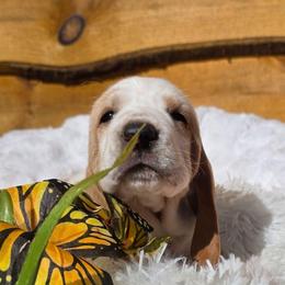 Ms. Hayes - Lemon and white female Basset Hound puppy in Big Rapids, Michigan from Basket Hound Bassets