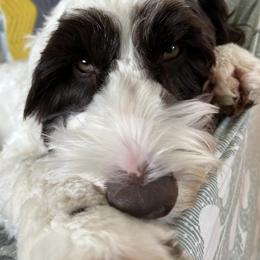 Australian Labradoodle All Grown Up from Atlantic Labradoodles