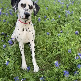 Dalmatian Puppies from ArmySoldier Dalmatians